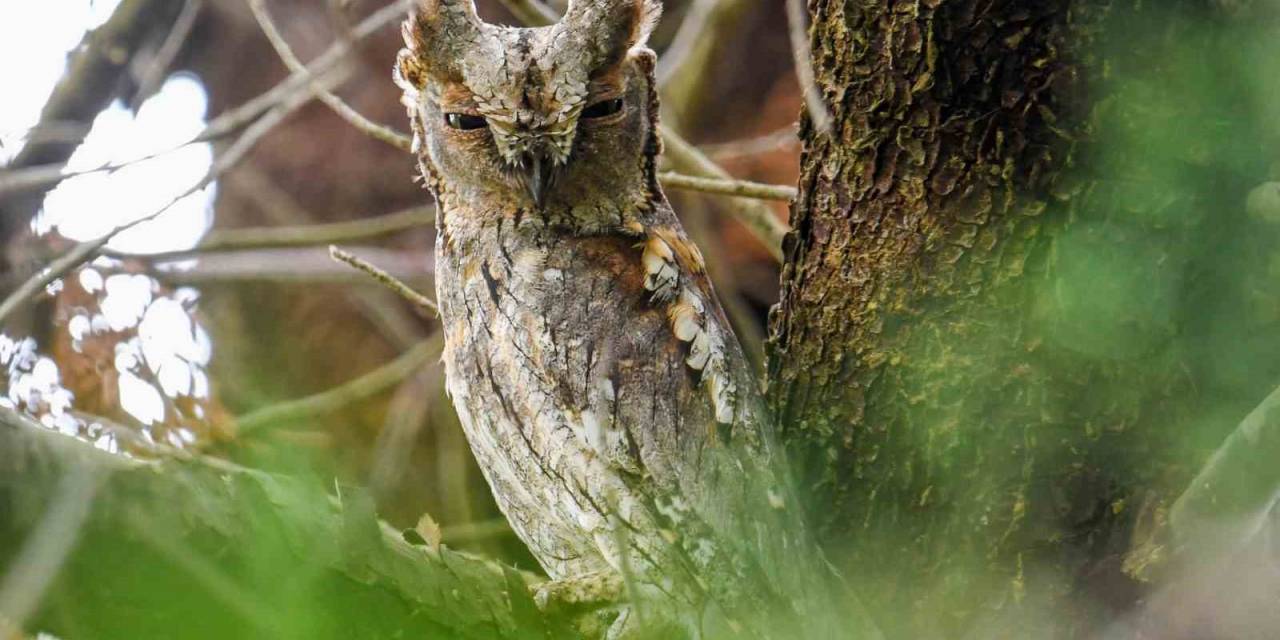 İshak Kuşu En Küçük Baykuş Türü Olarak Kayıtlara Geçti