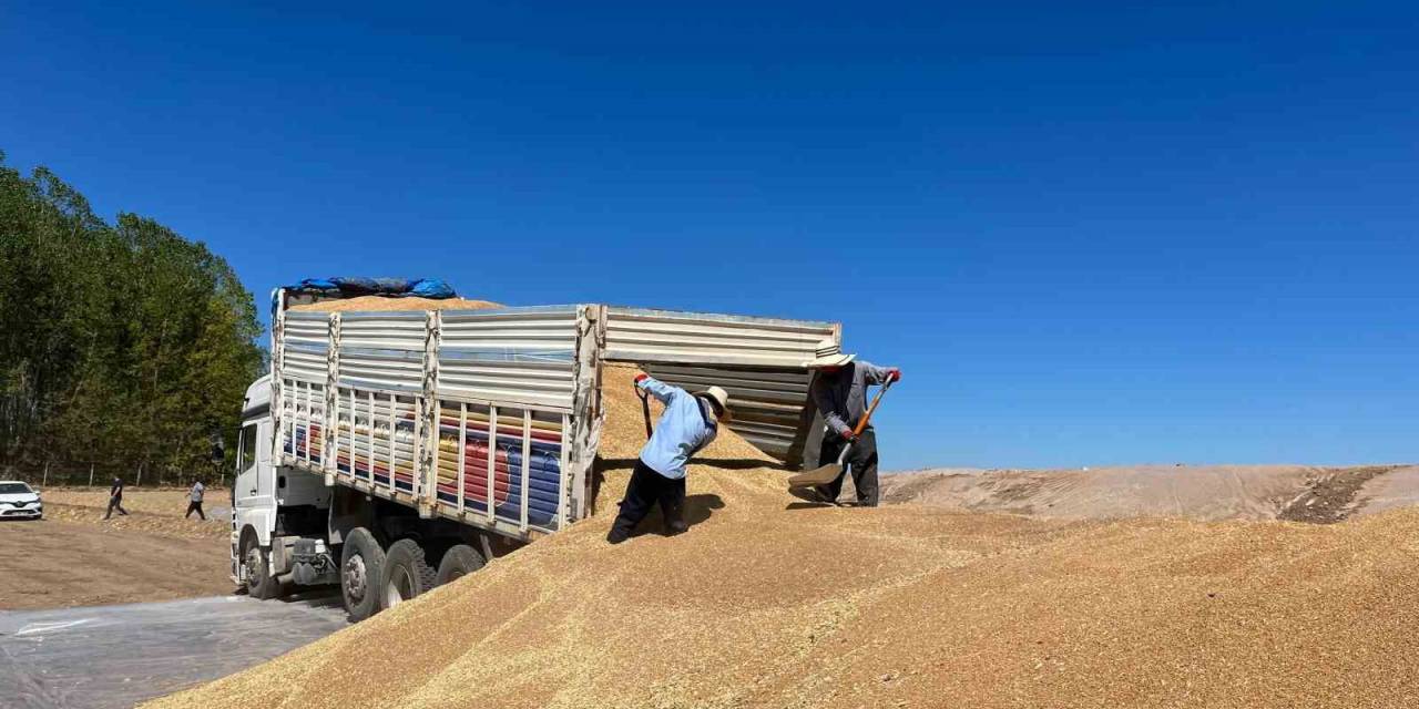 Tmo Hububat Alımında Rekor Kırdı