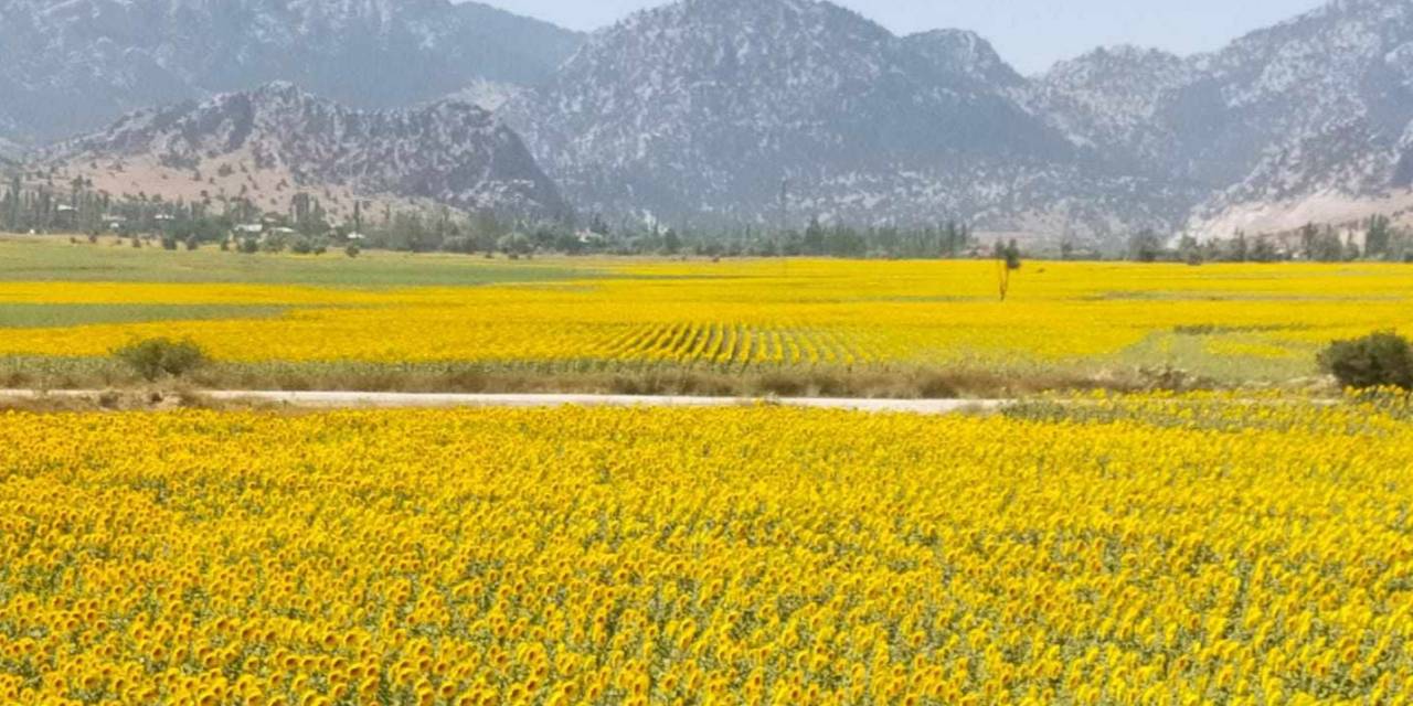 Sarıya Bürünen Ayçiçeği Tarlaları Görsel Şölen Sundu