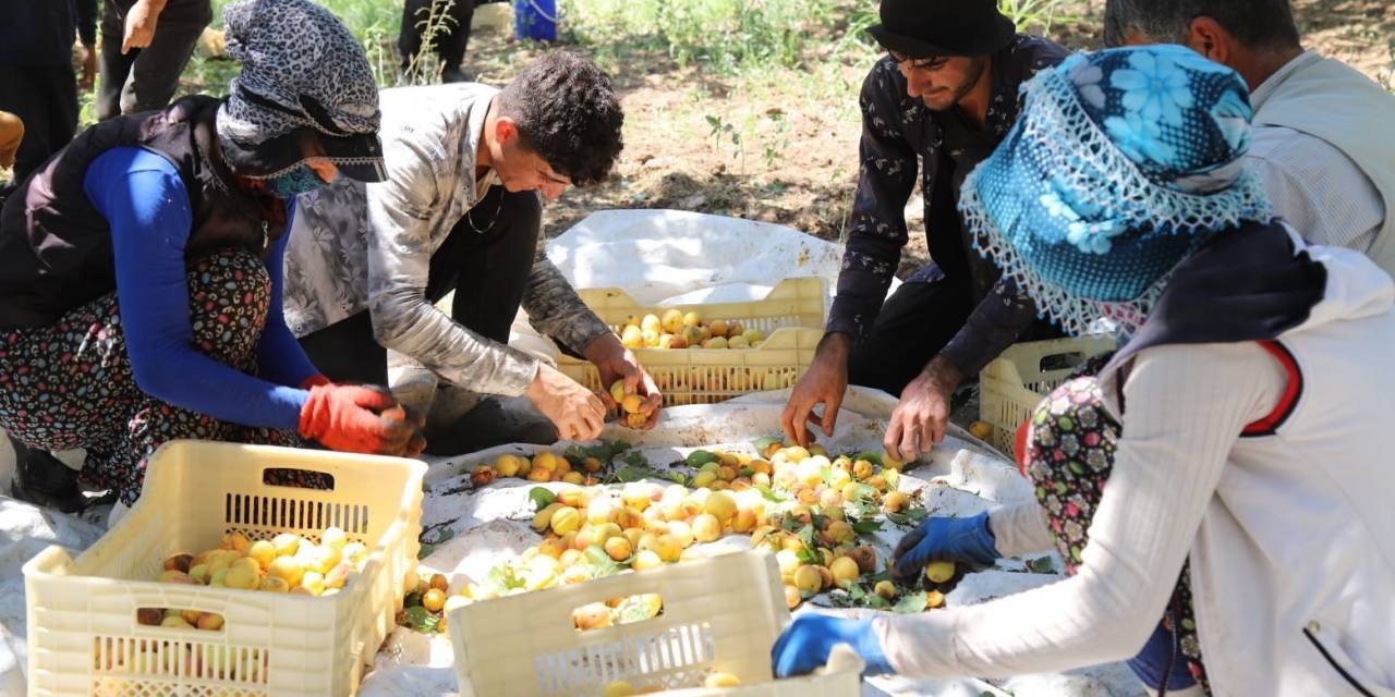 Arguvan’da Kayısı Hasadı Devam Ediyor