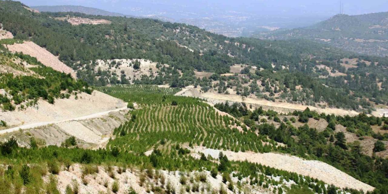 Kütahya’da 22 Hektar Maden Sahasına 78 Bin Fidan Dikildi