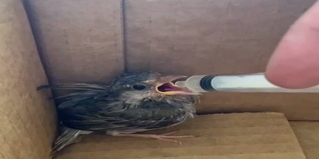 Minik Serçe Yavrusu Şefkatli Ellerde