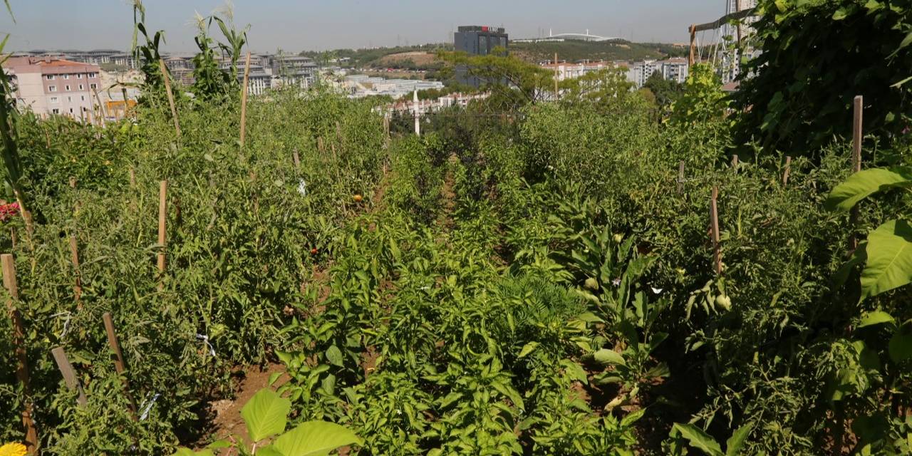 Küçükçekmeceliler, Kentin Ortasında Organik Tarım Yapıyor