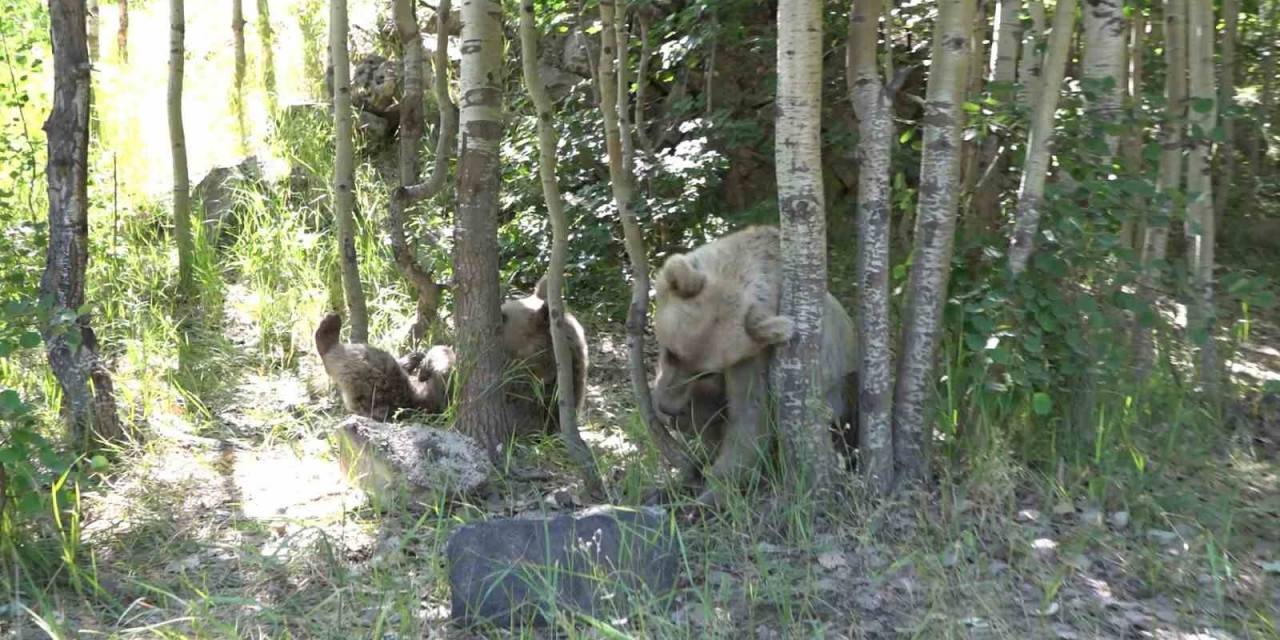 İha Muhabiri Ayı Saldırısından Kıl Payı Kurtuldu