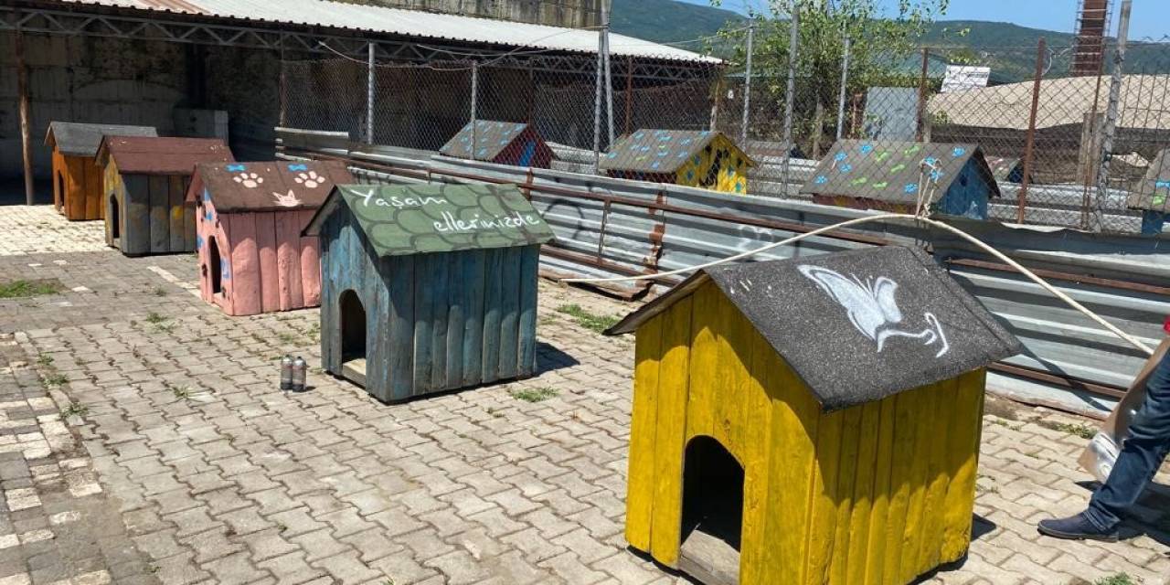 Sokak Hayvanlarının Yuvalarını Tadilat Yapıp Boyadılar