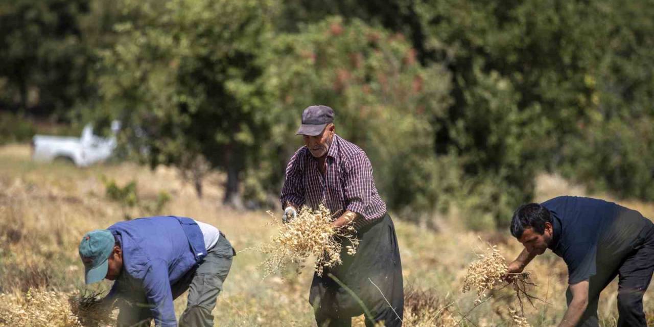 Mersin’de Atalık Nohut Desteği Alan Üreticiler İlk Hasadını Gerçekleştirdi