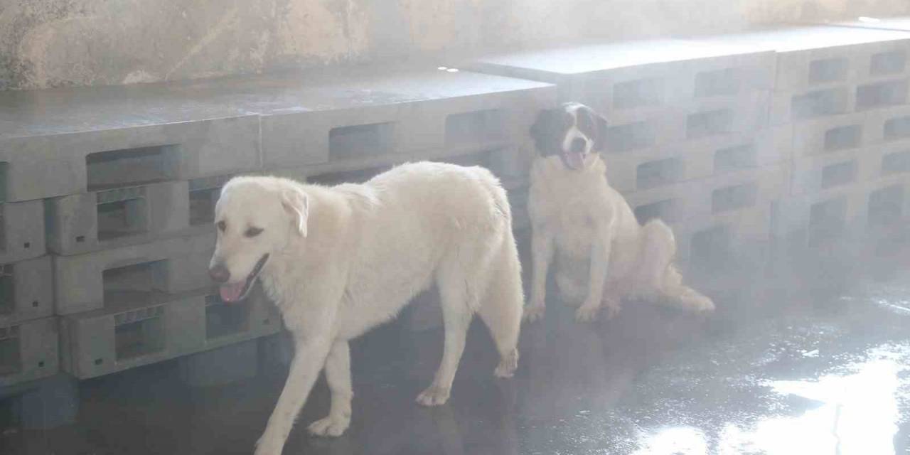 Bağcılar’da Barınma Merkezindeki Sokak Hayvanları Buharla Serinletiliyor