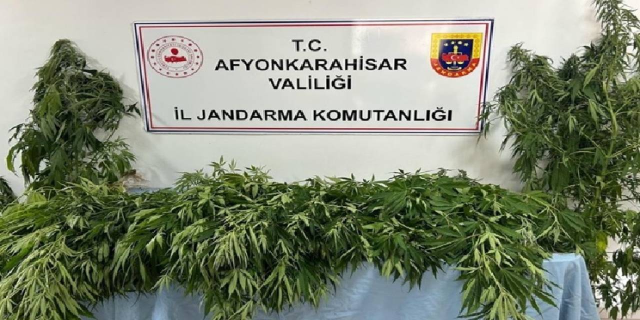 Jandarma 160 Kök Kenevir Ele Geçirdi