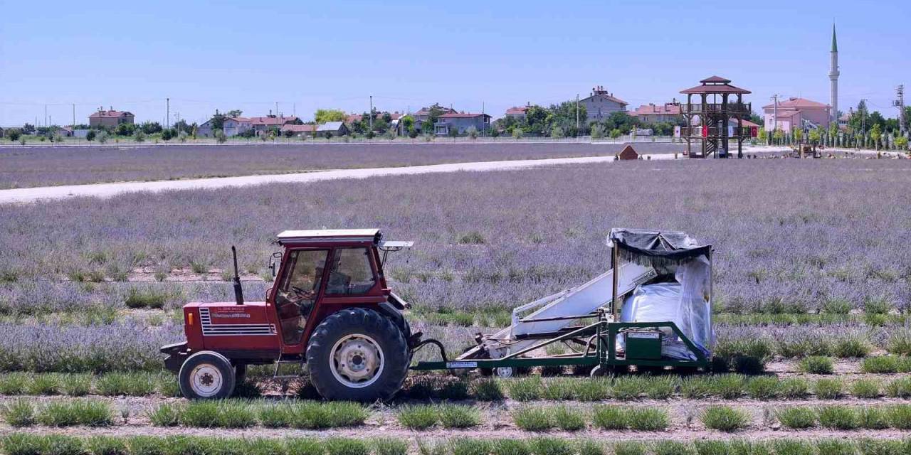 Karatay Lavanta Bahçeleri’nde Hasat Zamanı