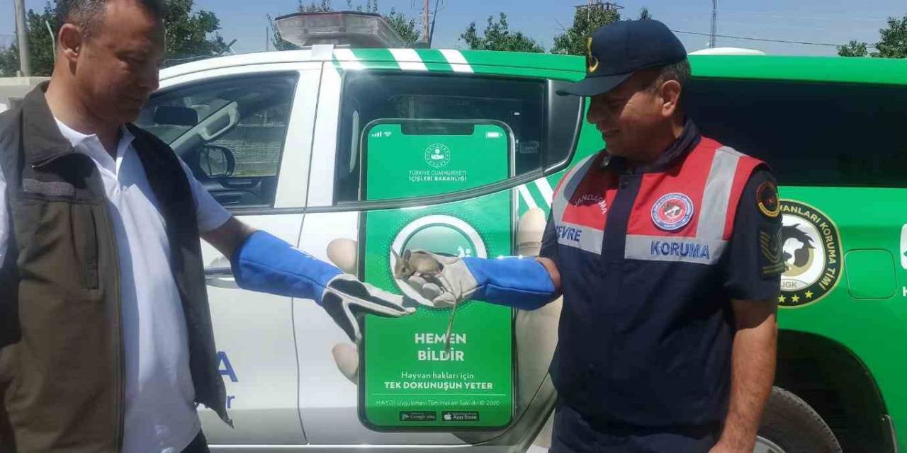 Karaman’da Nesli Tükenmekte Olan Arap Tavşanı Bitkin Halde Bulundu