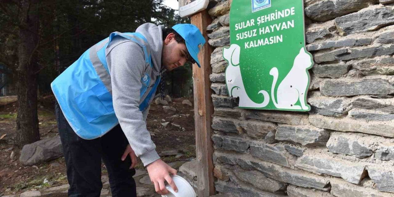 Yıldırım Belediyesi Yaz Sıcaklarında Da Sokak Hayvanlarının Yanında