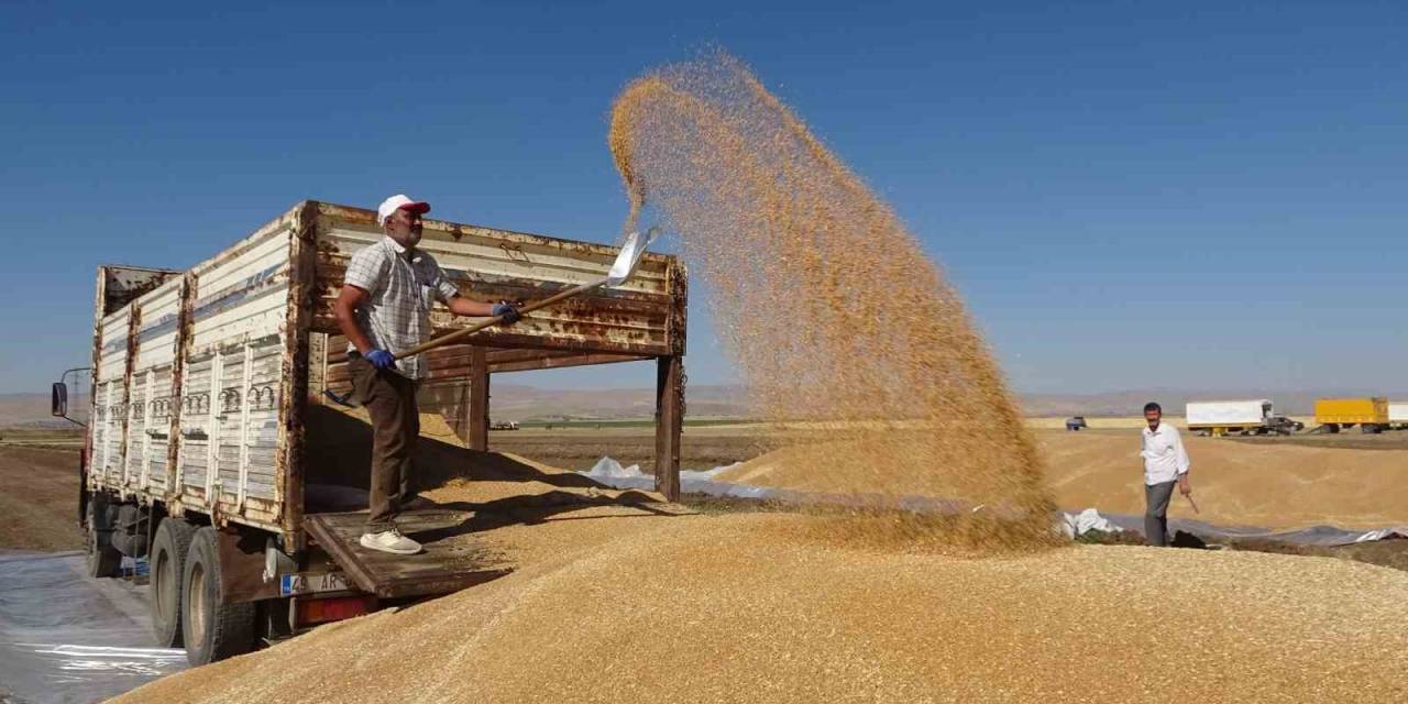 Buğdayda Rekor Üretim Gerçekleşti