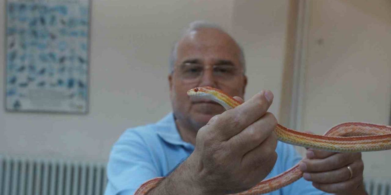 Prof. Dr. Olgun: "pandemi Yılanların Sayısını Artırdı"