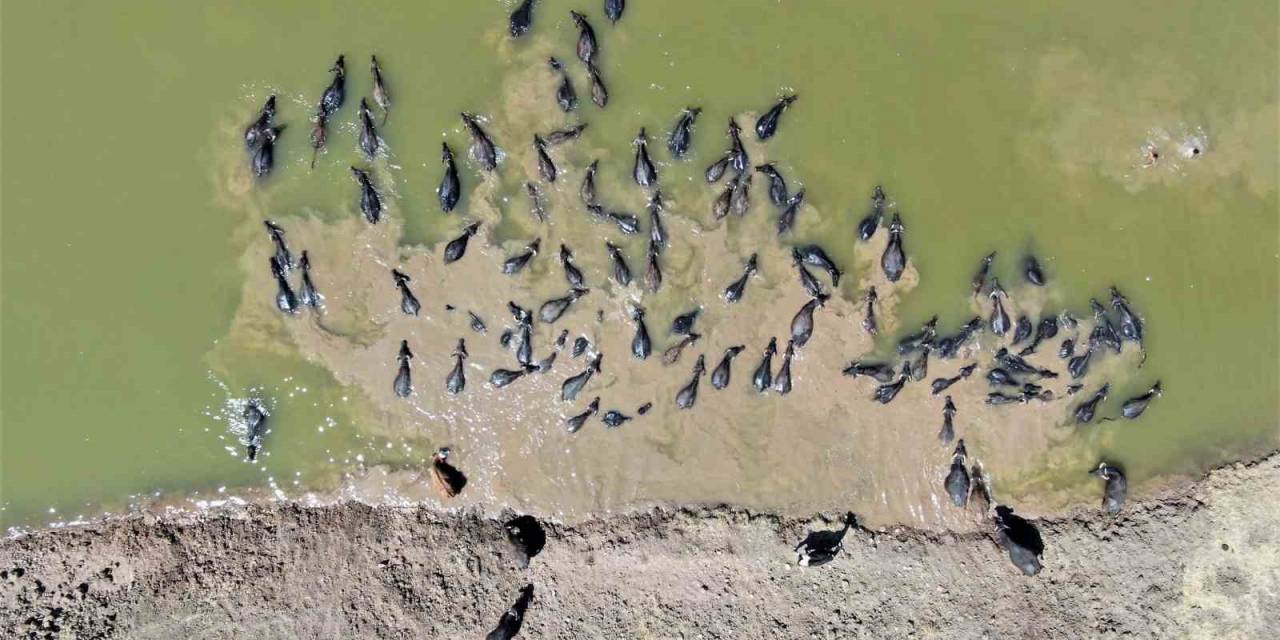 Diyarbakır’da Afrika’yı Aratmayan Görüntü