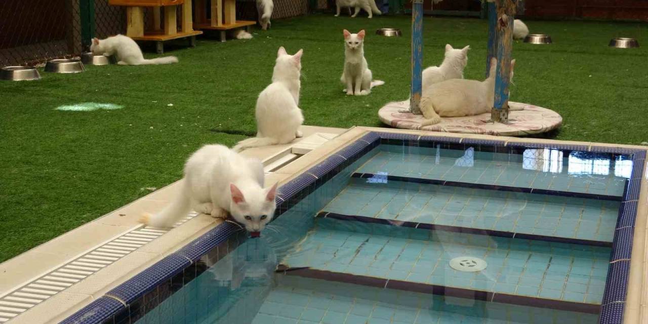 Van Kedilerinin Havuzlu Villada İkinci Parti Doğumu Gerçekleşti