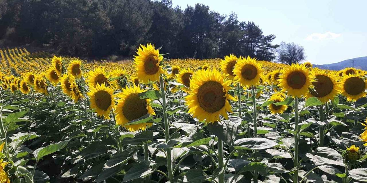 Çiftçiler Ayçiçeği Ekimine Yöneldi