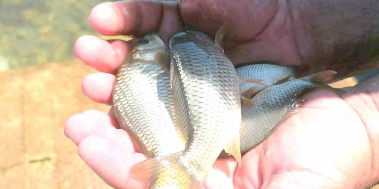 Eğirdir Gölü’ne 1 Milyon Adet Sazan Yavrusu Bırakıldı