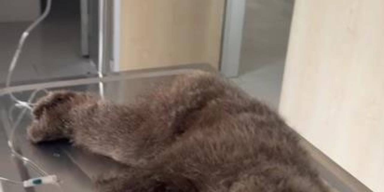 Sağlığına Kavuşan Yavru Boz Ayı Doğaya Bırakıldı