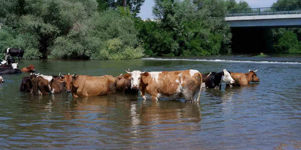 Çobanlar Sıcaktan Bunalan Sürüleri Tunca Nehri’nde Serinletiyor