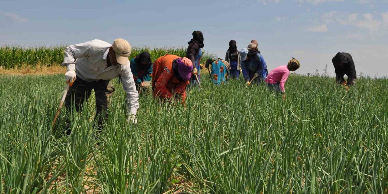 Herkes Gölge Ararken Onlar Tarlada Çalışıyor