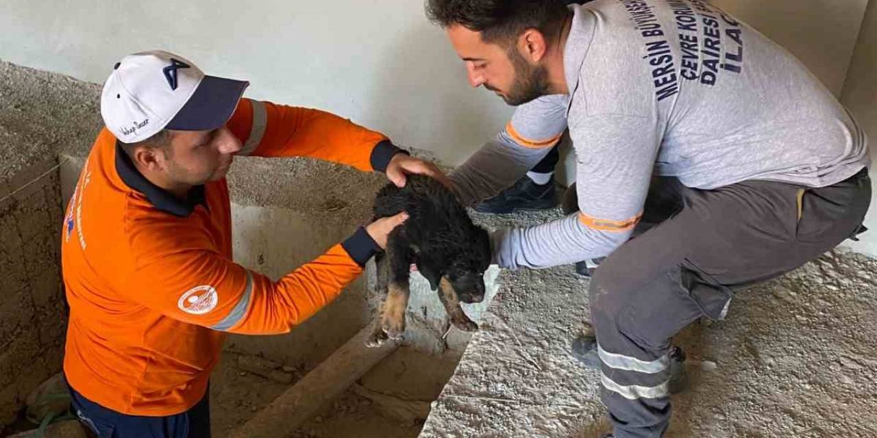 Asansör Kuyusuna Düşen  Yavru Köpeği Belediye Ekipleri Kurtardı