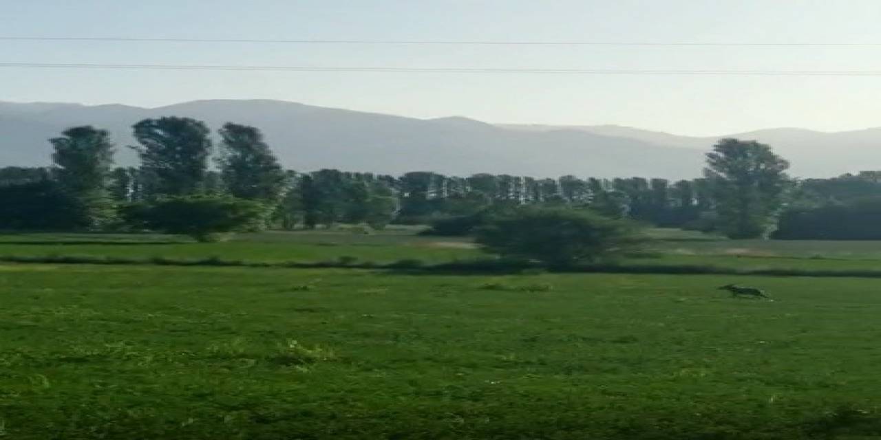 Karayoluna İnen 2 Kurt Görüntülendi