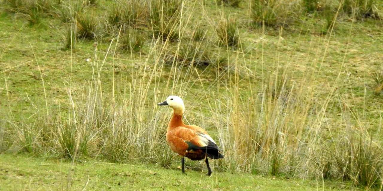 Erzincan’da Ekşisu Birçok Kuş Türüne Ev Sahipliği Yapıyor