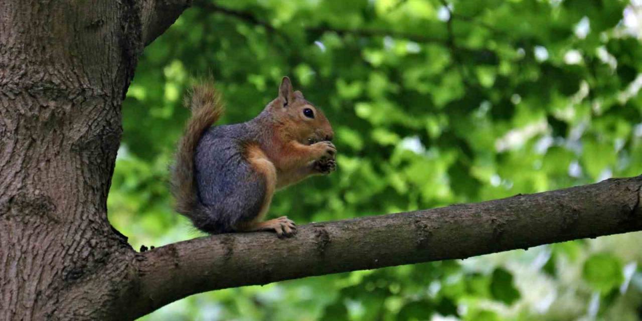 Ceviz Ağacındaki Sincap Ailesinin Mutlu Halleri Görüntülendi