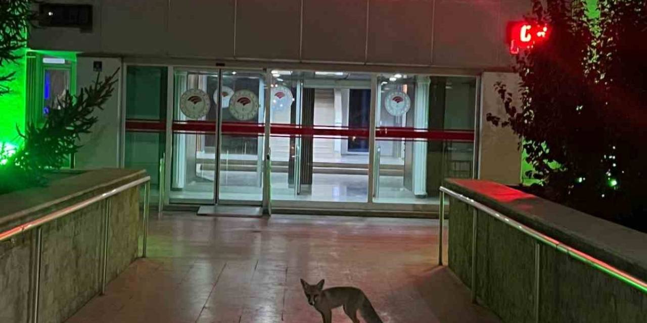 Şehre İnen Tilkinin Beklediği Yer Düşündürdü