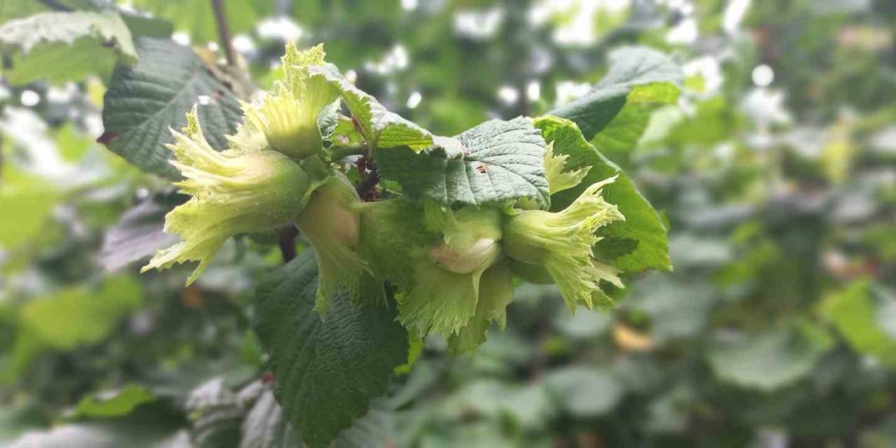 Düzce’de Fındık Hasat Tarihleri Belli Oldu
