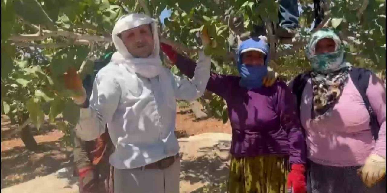 Yeşil Altın Antepfıstığı’nda İlk Hasat Davul Zurna Eşliğine Başladı