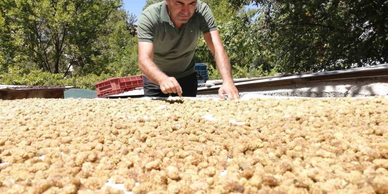 Darende’de Kayısıya Alternatif Yetiştirilen Dut Da Verim Yüksek