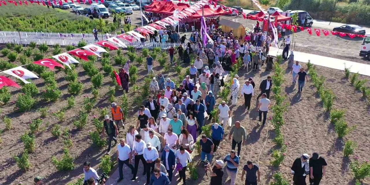 Keçiören’de Lavanta Ve Gül Bahçesi’nde Hasat Yapıldı