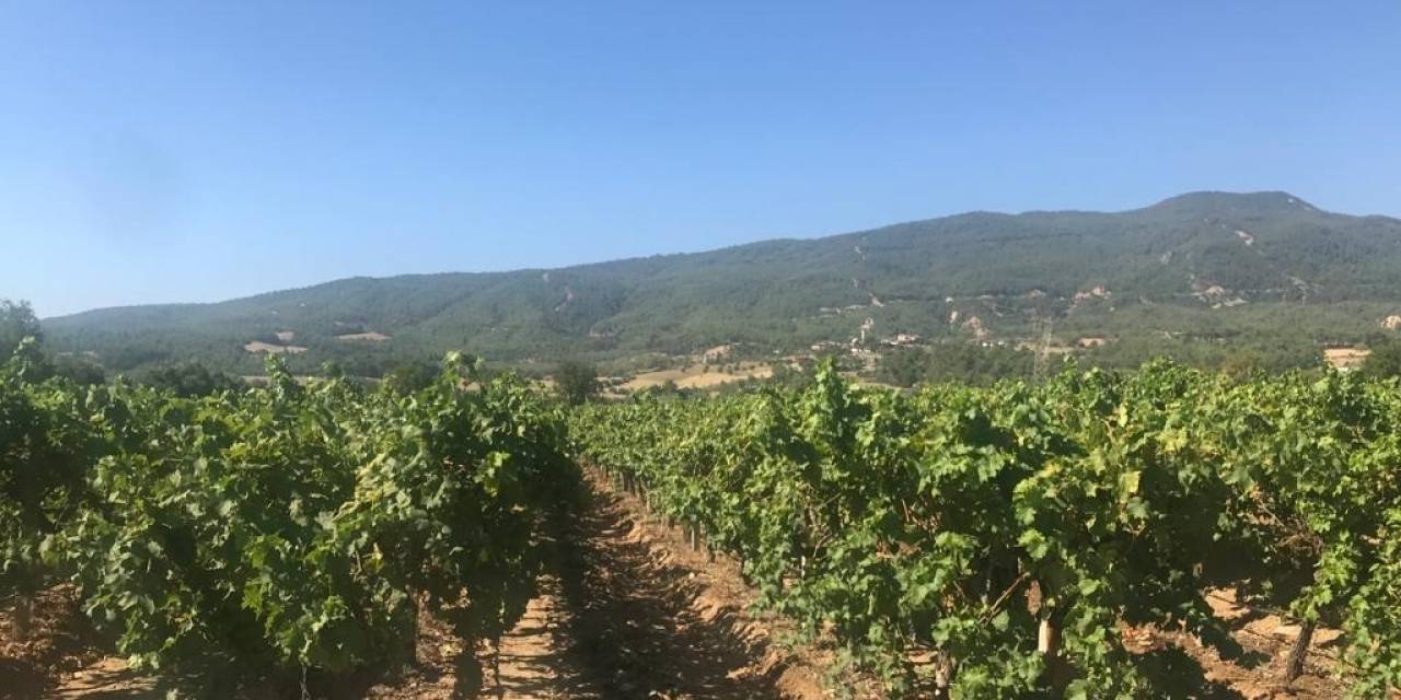 Denizli’de Çekirdeksiz Üzüm Hasadı Başladı