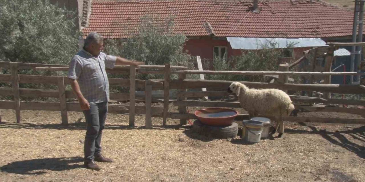 Başkentte Sahipsiz Köpekler 5 Koyunu Telef Etti