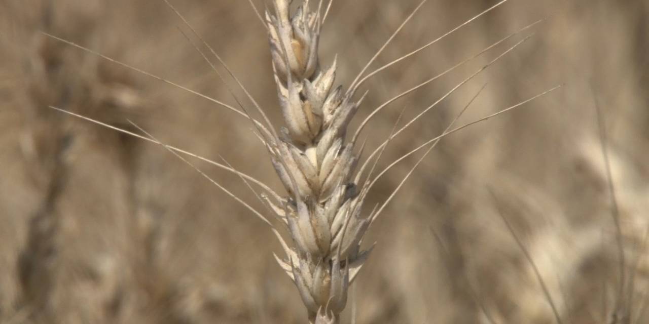 Kahramankazan’da Buğday Hasadı Başladı