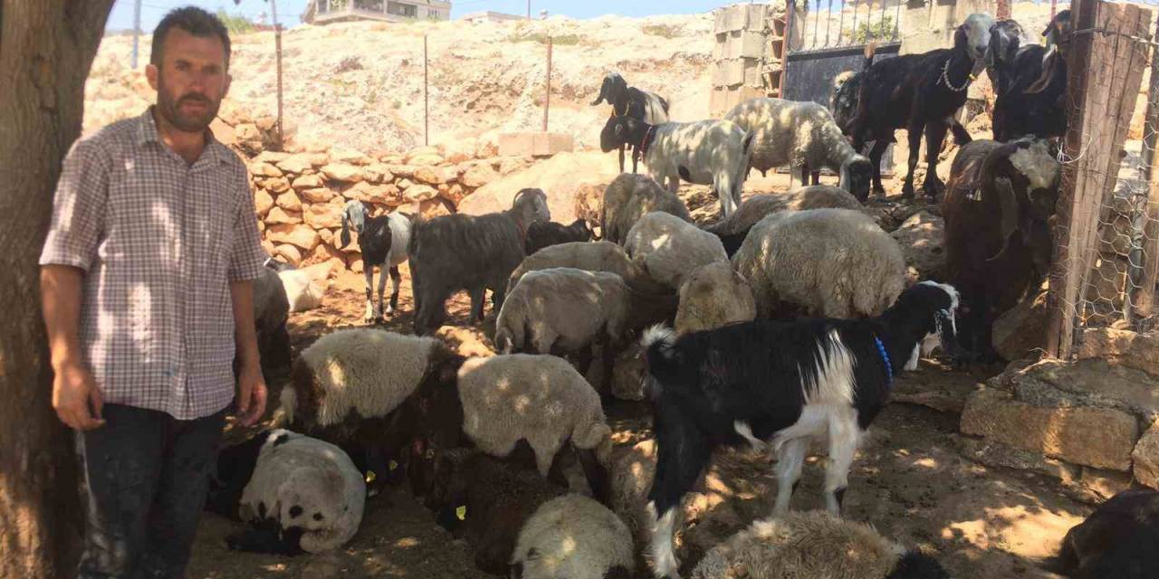 Besni’de Kurt Saldırısı: 26 Koyun Telef Oldu