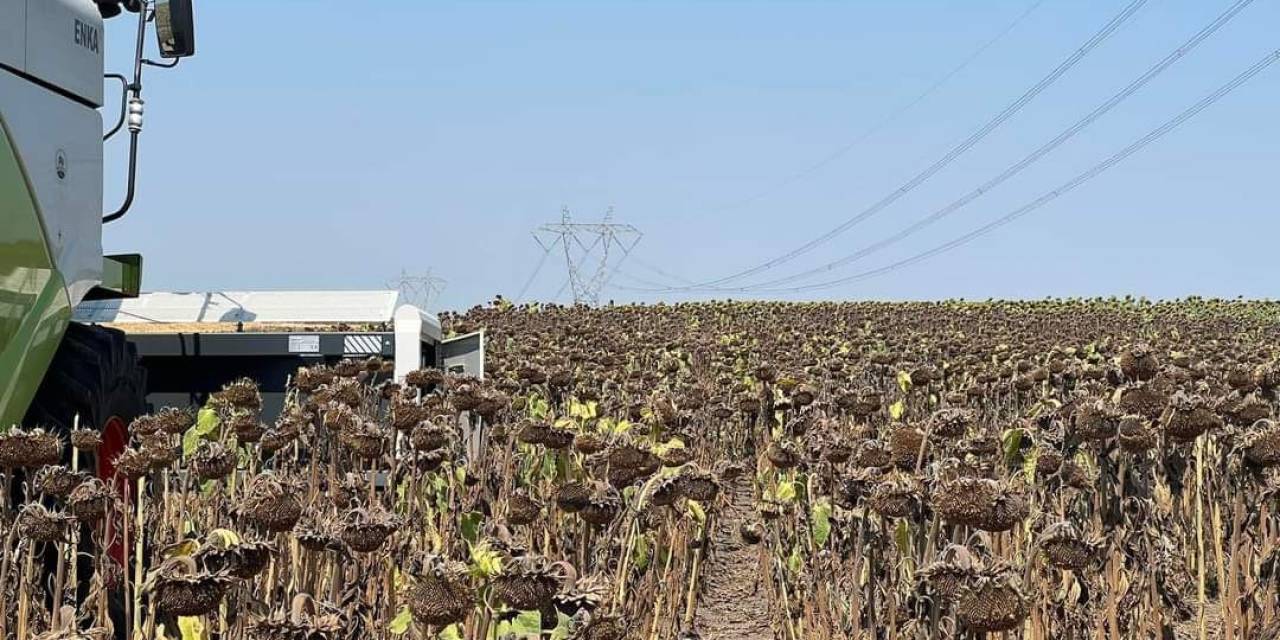 Trakya’da Etkili Olan Aşırı Sıcaklar Geç Ekilen Ayçiçeğini Olumsuz Etkiliyor