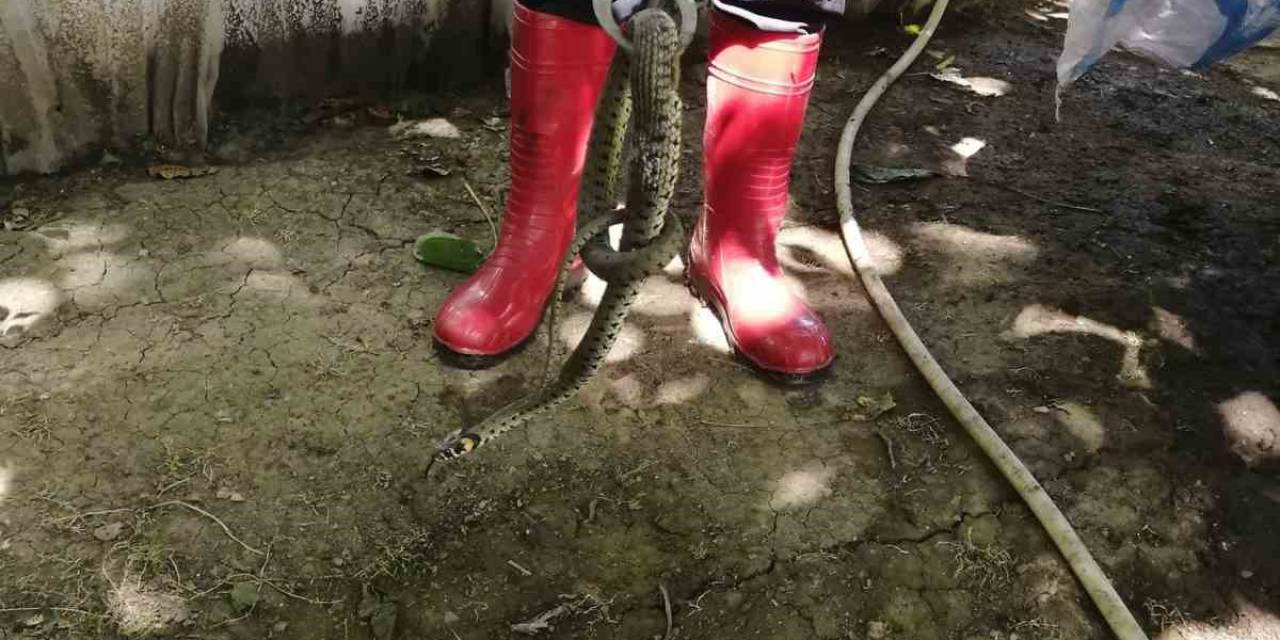 Seraya Giren Su Yılanı Paniğe Yol Açtı