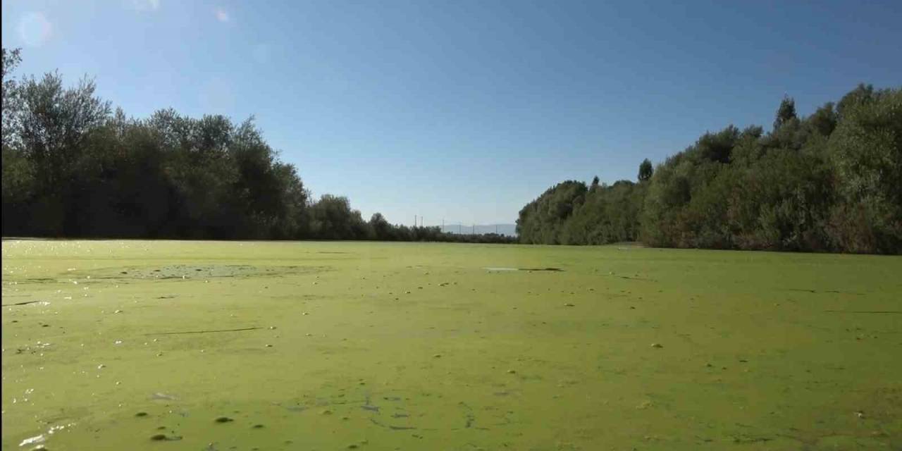 Karasu Nehri Yeşile Döndü