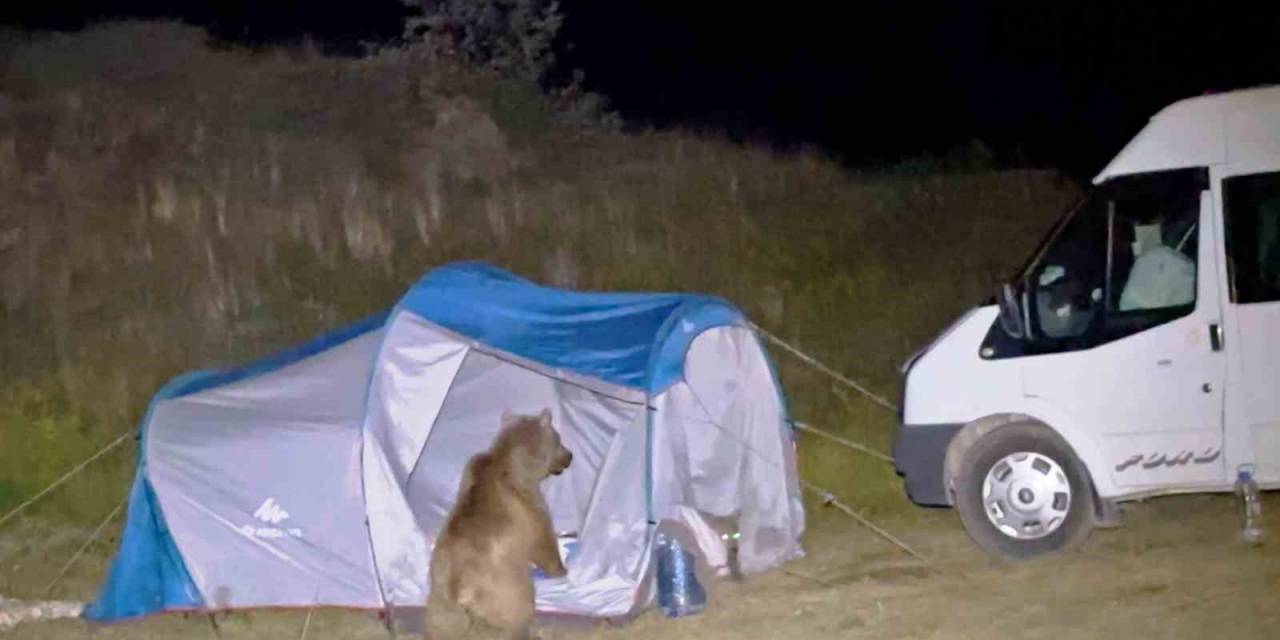 Nemrut’taki Ayılar Turistlerin Çadırını Parçaladı