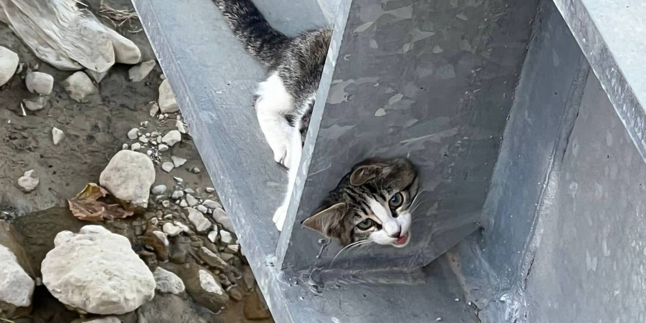 Korkuluklara Sıkışan Kediyi İtfaiye Kurtardı