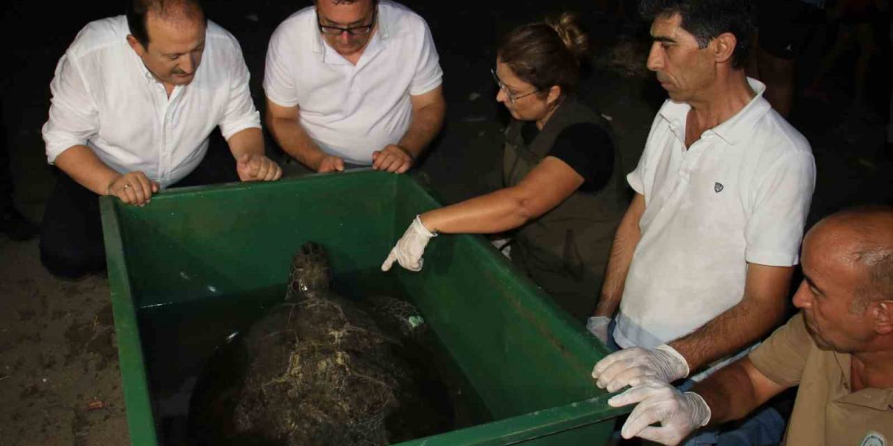60 Yaşındaki Deniz Kaplumbağaları Tedavi Sonrası Tekrar Denizle Buluştu