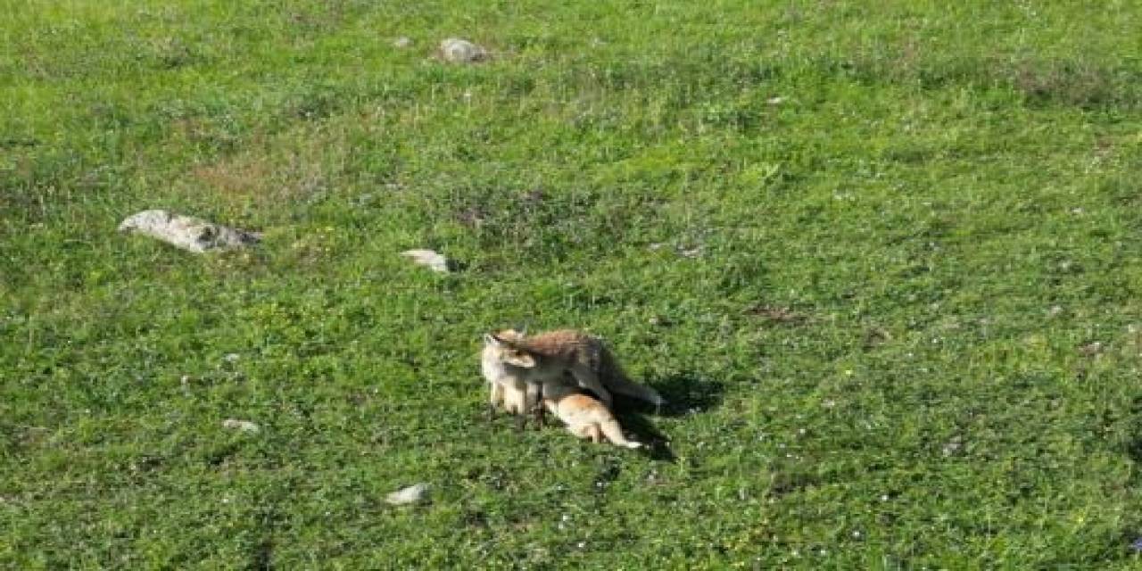 Yavrularını Emziren Anne Tilki Dron Kamerasına Yansıdı