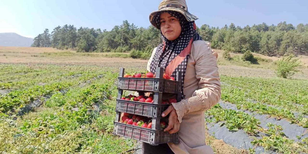 Köyünde Çilek Üretimine Başladı, Hedefine Üretim Tesisi Koydu