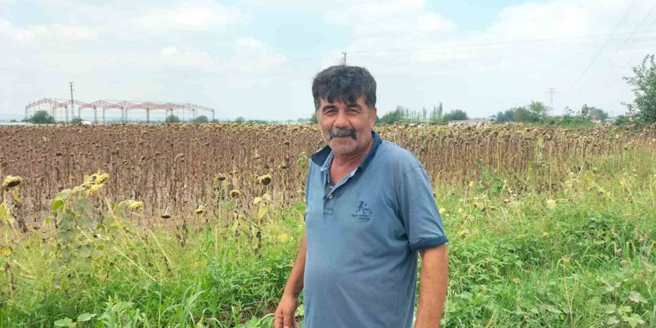 Osmaniye’de Ayçiçeği Hasadı Başladı