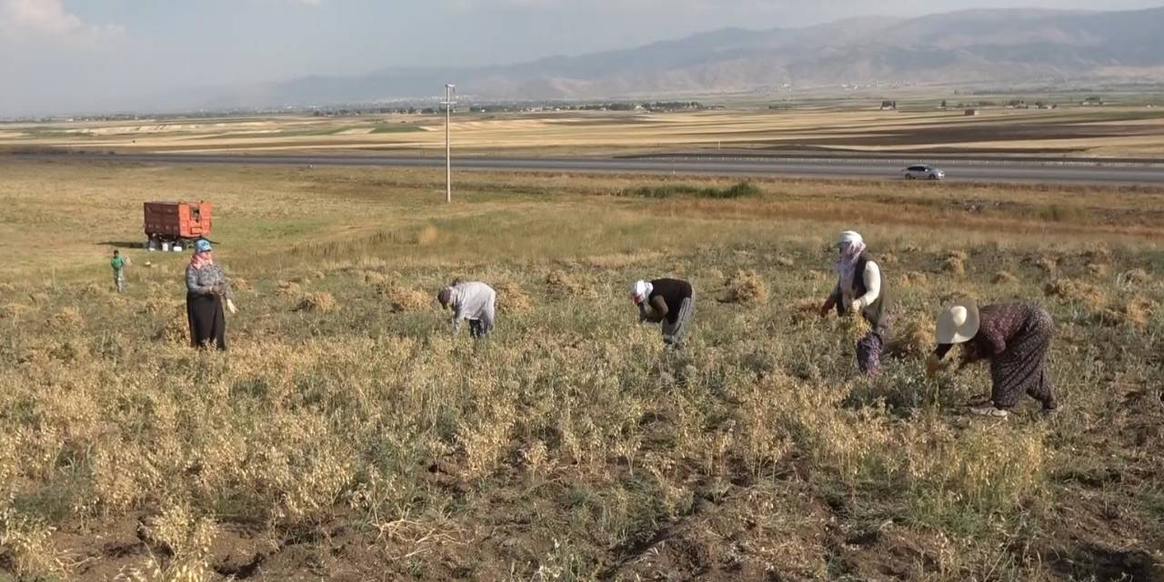 Elle Nohut Biçen Kadınlar Aile Ekonomisine Katkı Sağlıyor