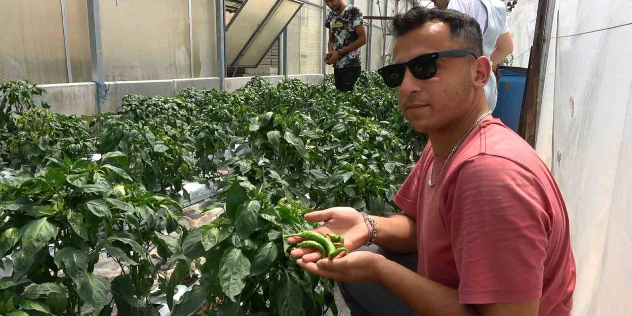 Bu Seralarda Üretim Üniversite Öğrencilerinden Soruluyor