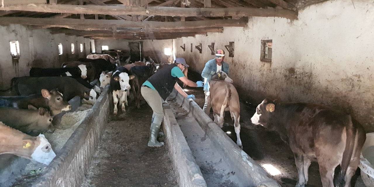 Sungurlu’da Şap Nedeniyle 15 Köy Karantinaya Alındı
