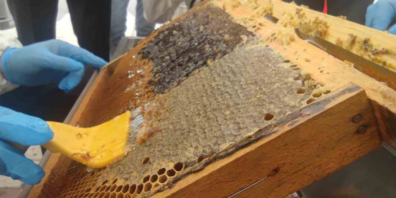 Bir Yılda 9 Farklı Dalda Ödül Alan Dünya Birincisi Bingöl Balında Hasat Başladı